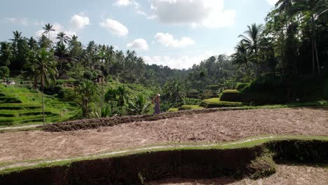 mujer caminando por el terraplén de un campo con vistas a un campo de arroz con cosechas doradas en bali, indonesia