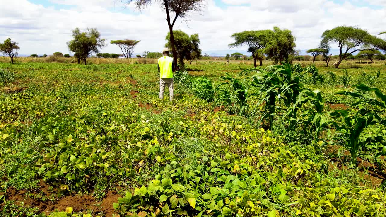 케냐 의 농촌 농장 들
