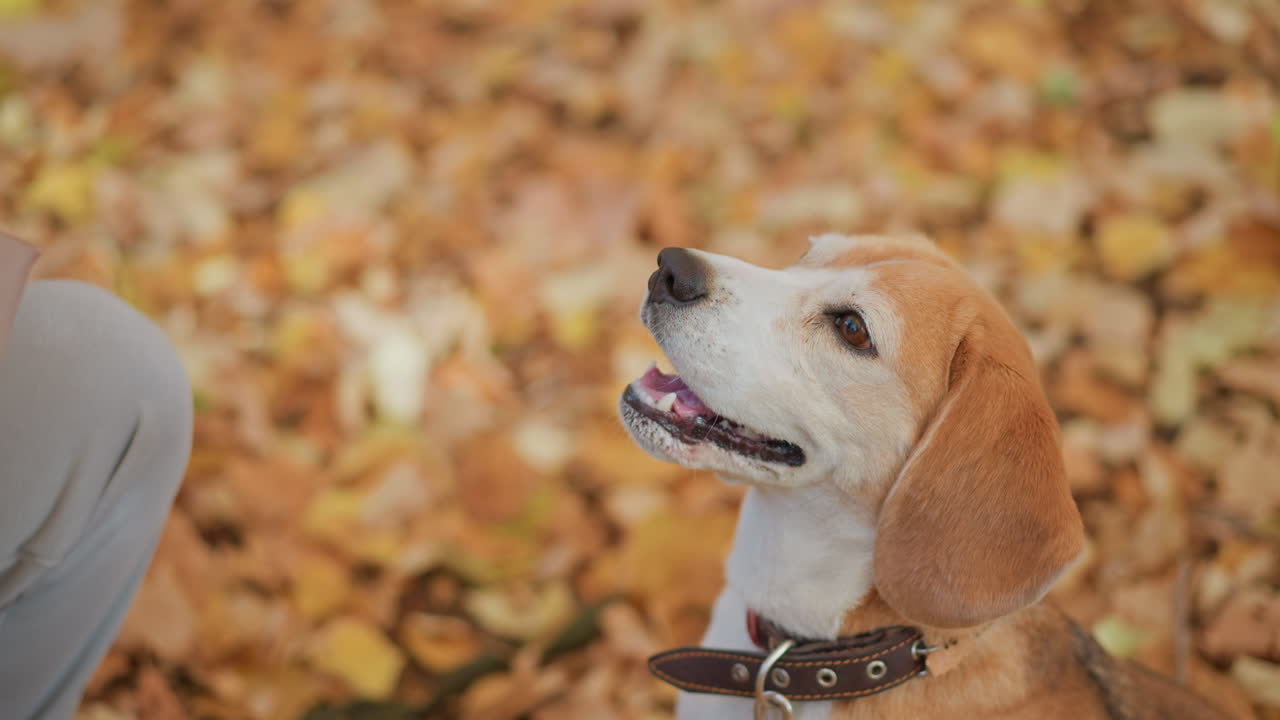 Dog looking up at owner bent over beside golden leaf carpet in autumn forest as she holds treat bowl and gestures gently, attentive beagle awaiting command amid sunlit trees during training moment