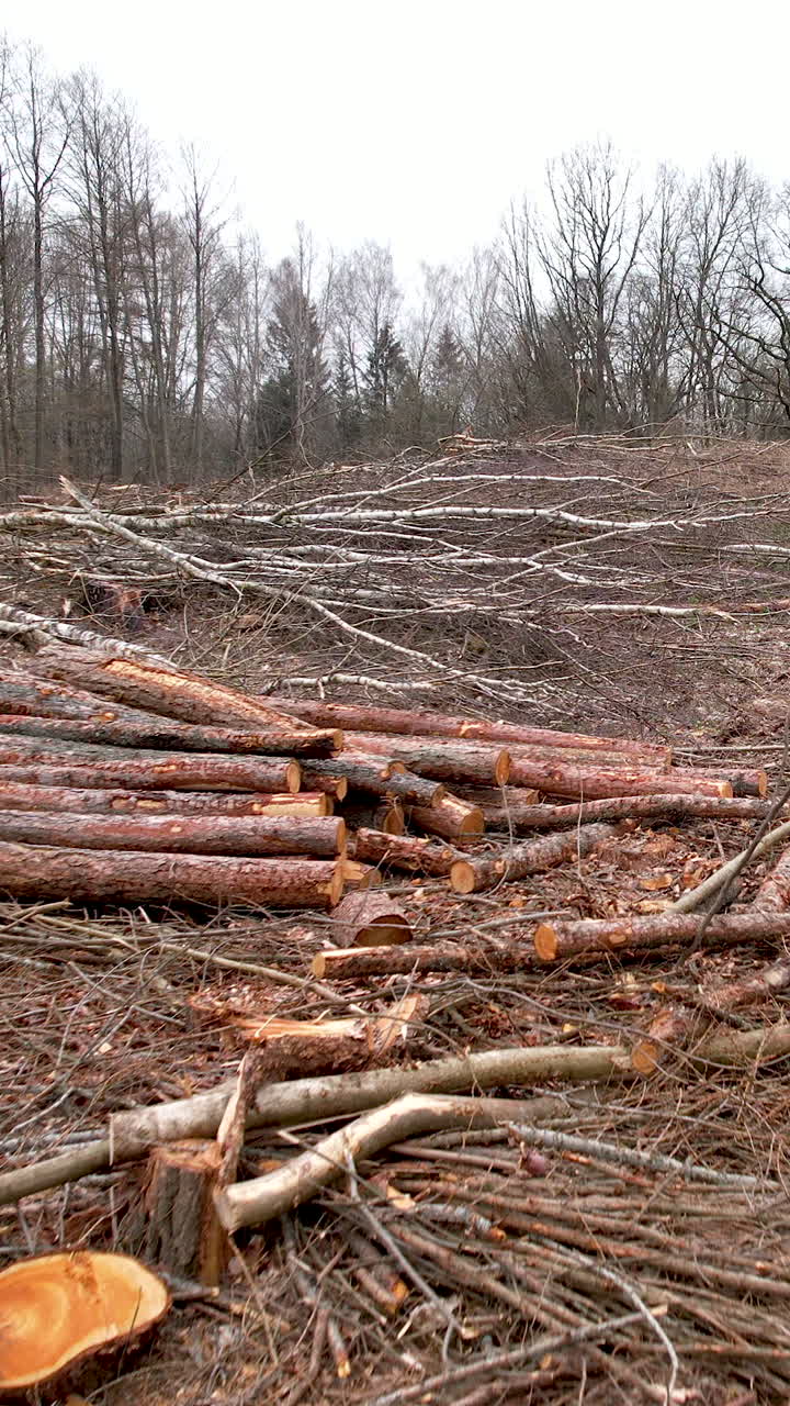 A somber view of a forest clearing showing stacked timber logs and scattered branches after tree removal. Ideal for environmental impact and logging industry content