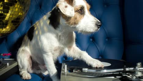 Dog-DJ-4K-25