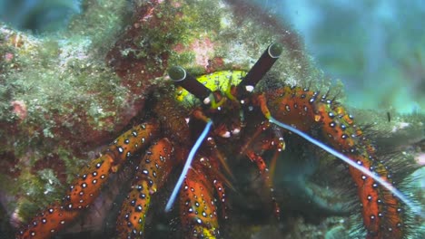 White-spotted-hermit-crab-feeding-on-seagrass-or-algae,-close-up-shot-of-milling-tools-and-claws