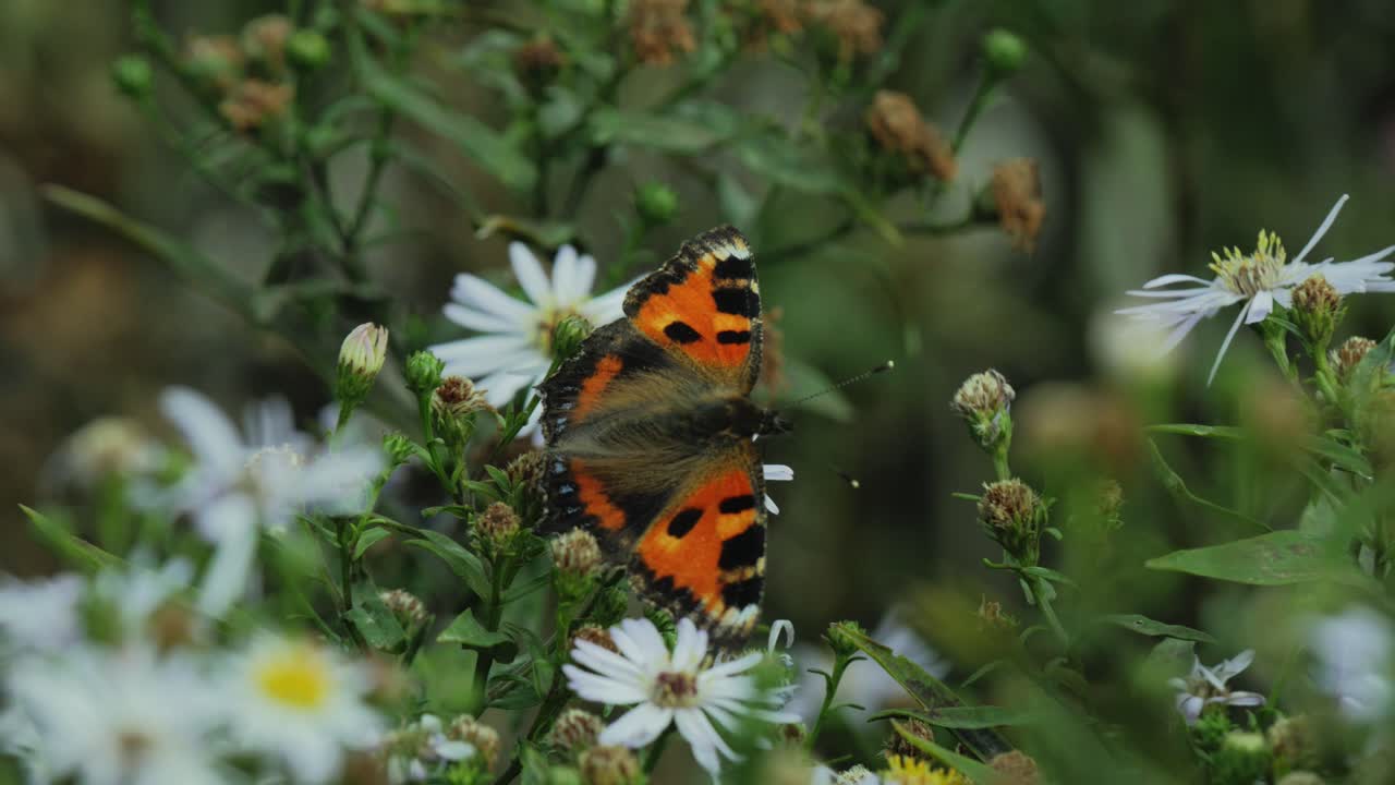 mariposa roja en flor ondeando en el viento de cerca