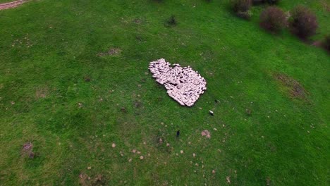 imágenes aéreas de drones de rebaños de ovejas en el prado de pastoreo