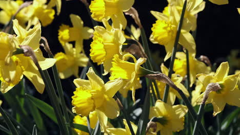 a bed of golden daffodils in an english garden at easter time