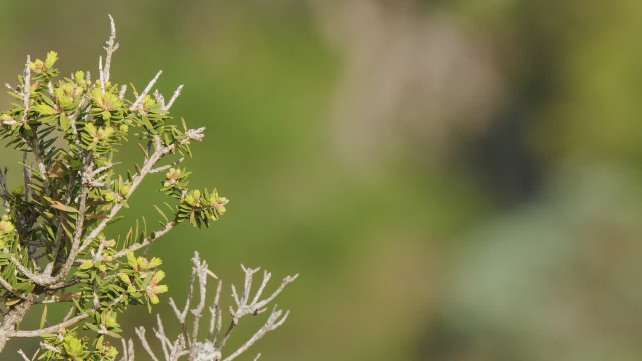 Camera slowly pans right across Leptospermum laevigatum shrub with soft, sunlit background