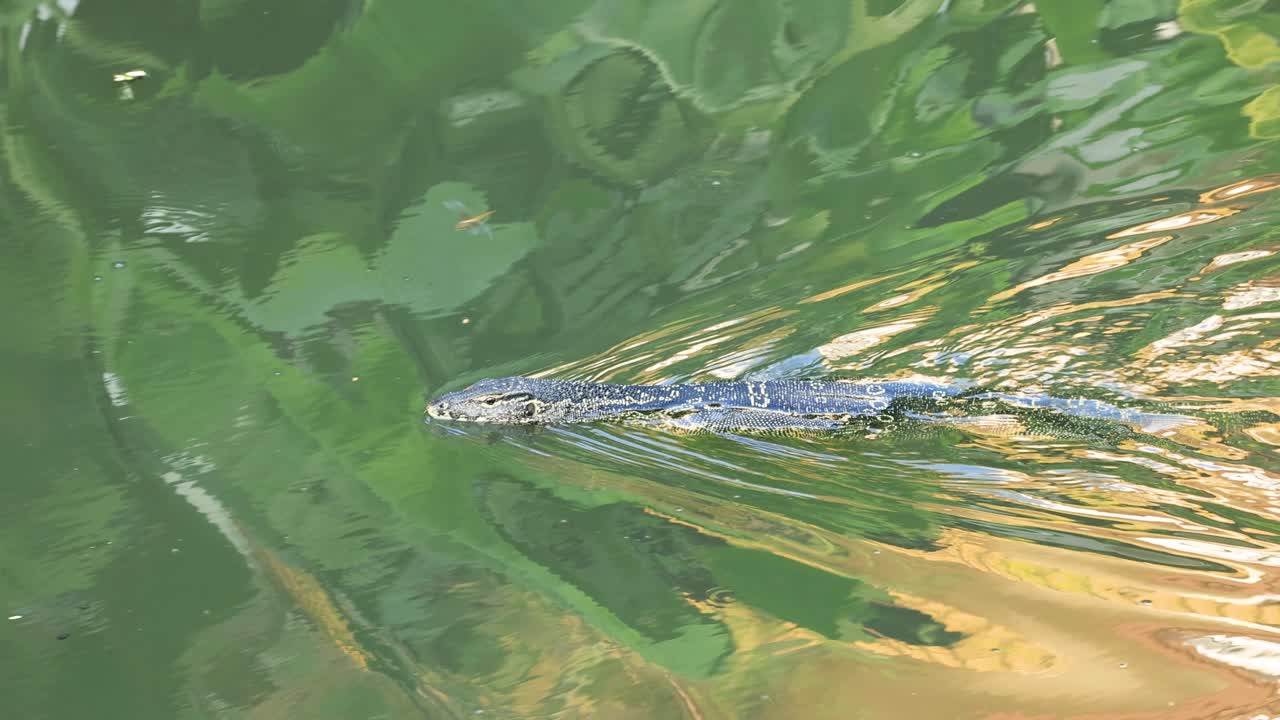 ящерица легко скользит по воде.