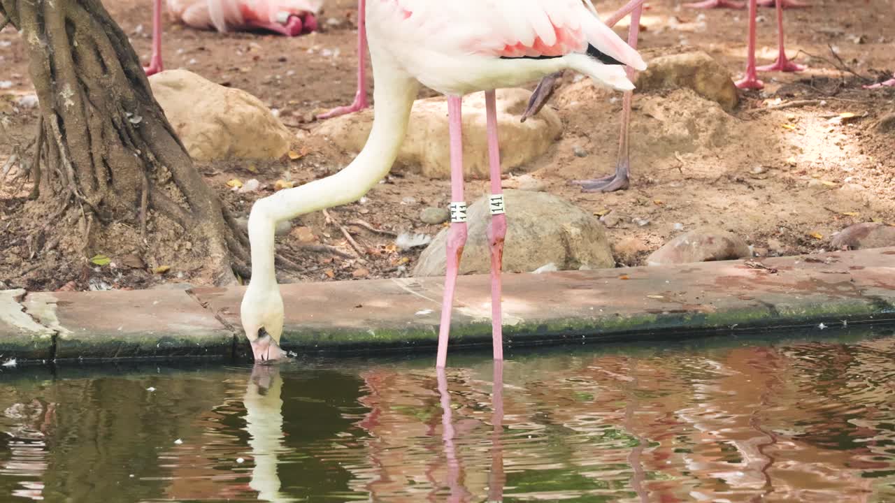 홍콩 공원 에서 플라밍고 가 우아 하게 물 을 마시고 있다