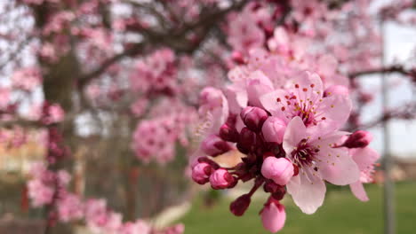 almendro floreciente en un día soleado