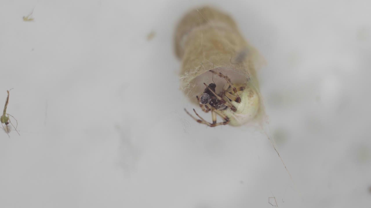 primer plano de una araña metepeira envolviendo una presa frente a su guarida