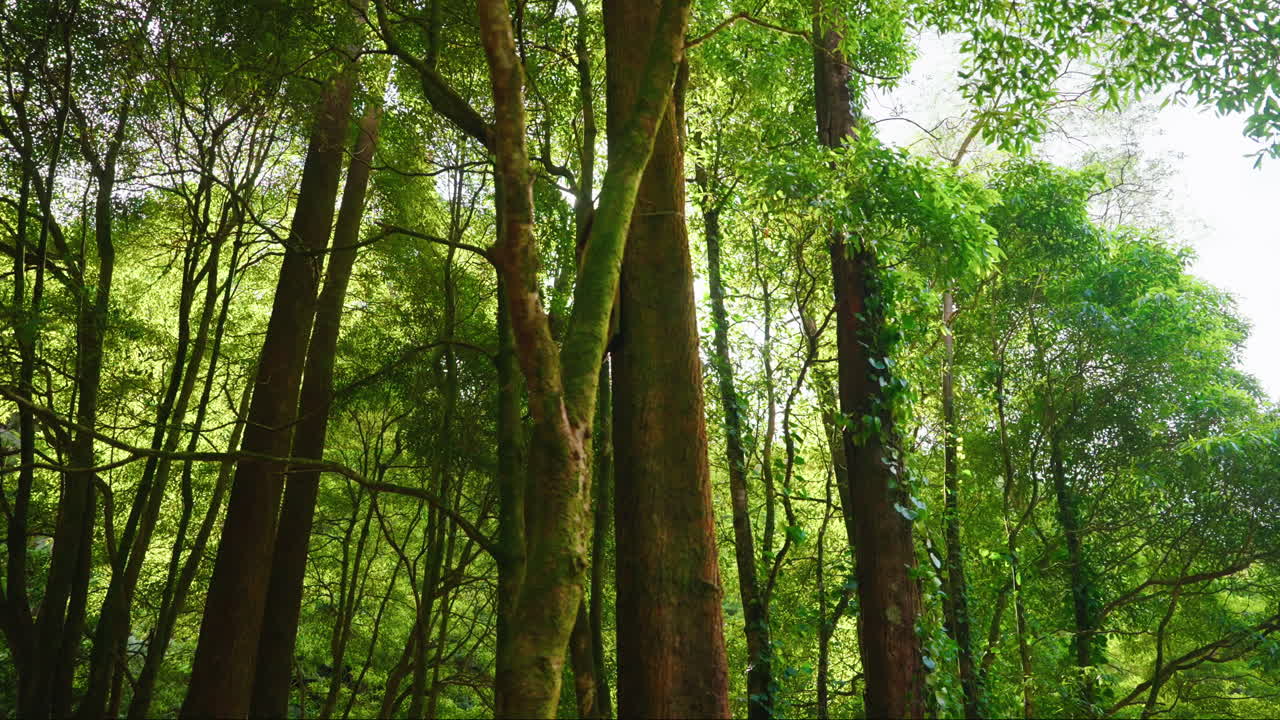 Cinematic shot of green lush vegetation in the forest