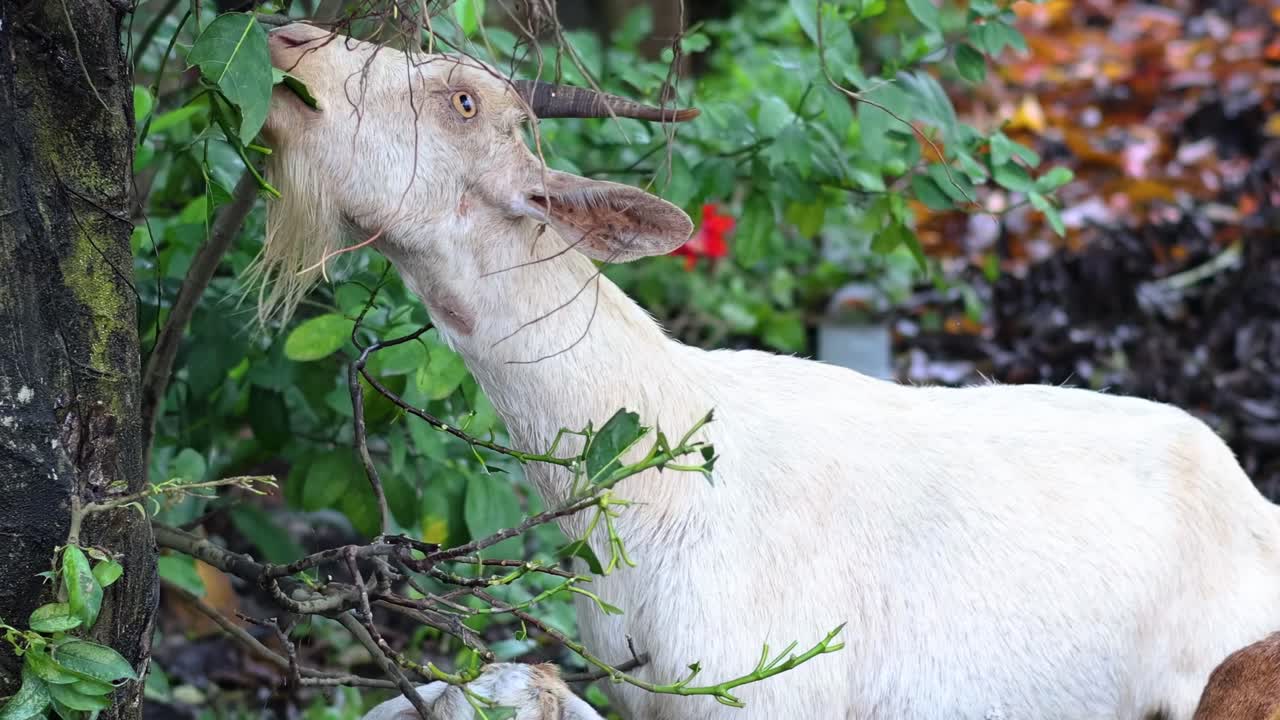 A group of goats actively feeding on vibrant green leaves in a dense, leafy environment.