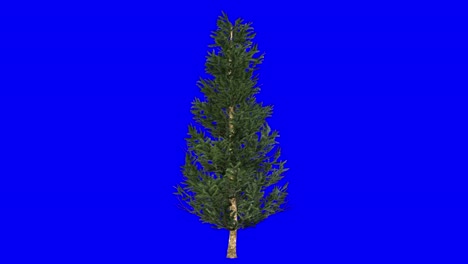 3d fraser fir tree with wind effect on blue screen 3d animation