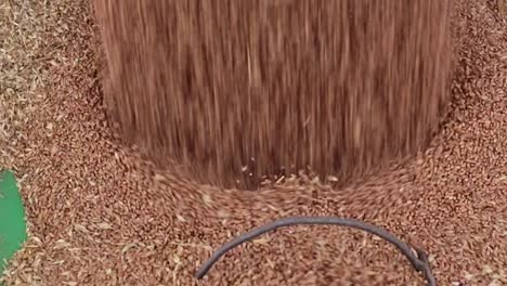 extreme close up of wheat going into an auger