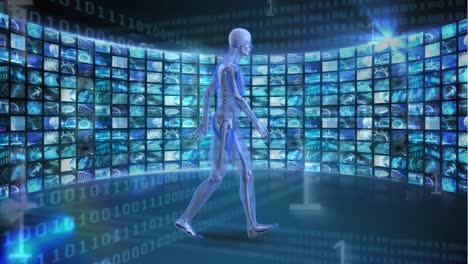 anatomía humana caminando