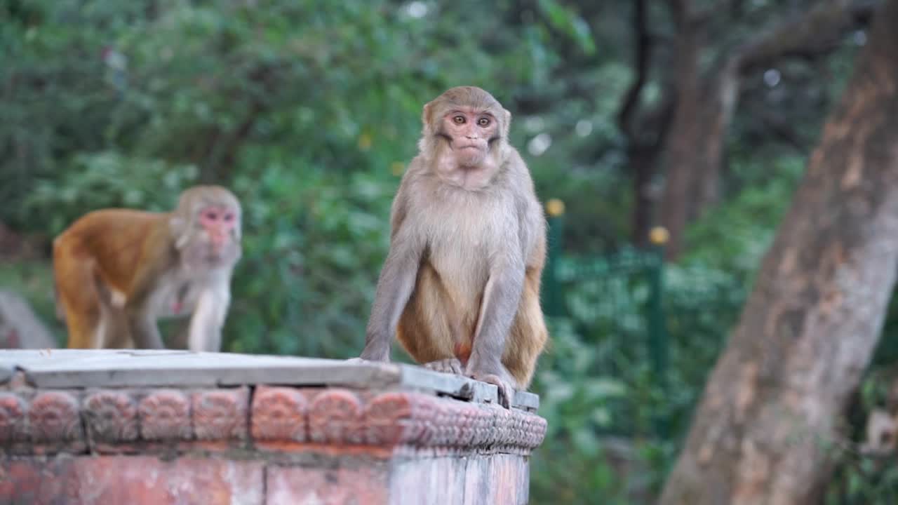 macacos juveniles y mayores que viven en swayambhunath, katmandú, nepal
