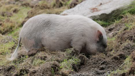 Schwarzes-Schwein-Auf-Einem-Bauernhof.