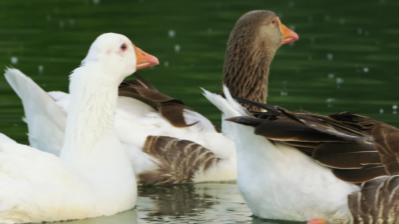 Anatre che nuotano nel lago