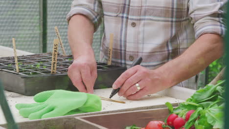 close up of senior man writing labels for plants in seed trays in greenhouse