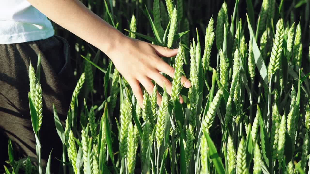 boy is conducting his hand on the spike of green wheat in the field in the summer. Slow motion