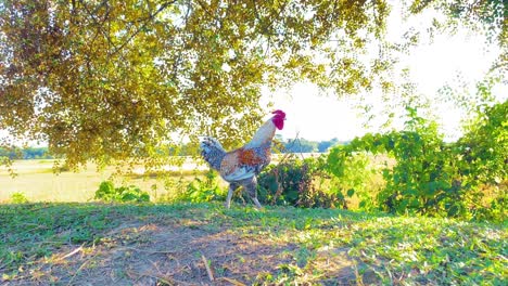 powerful rooster walking in local farm on sunny warn day