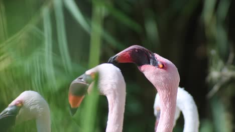 flamingo heads in the sun, warm and sunny day, nature and jungle, red 4k