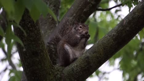 Ardilla-Comiendo-Nuez-En-Un-árbol-Día-Lluvioso