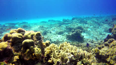 Una-Gran-Barracuda-Flota-En-El-Arrecife-De-Coral