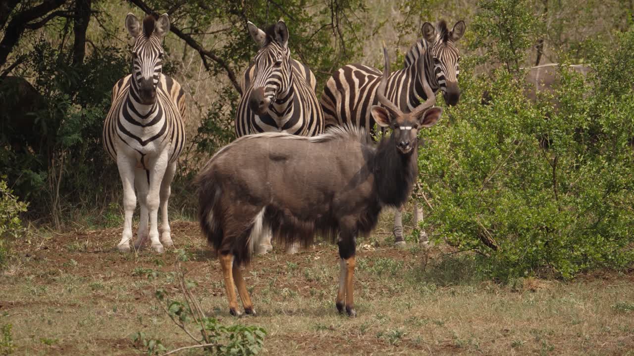 el calor brilla cuando el macho nyala y tres cebras se paran al borde de un arbusto soleado