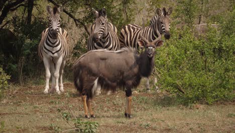 Heat-shimmer-as-male-Nyala-and-three-Zebra-stand-at-edge-of-sunny-bush
