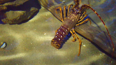 Langosta-Caminando-Sobre-El-Fondo-Del-Mar