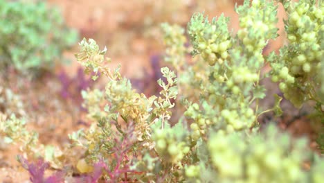 una variedad de vida vegetal del desierto aparece después de las inundaciones del interior