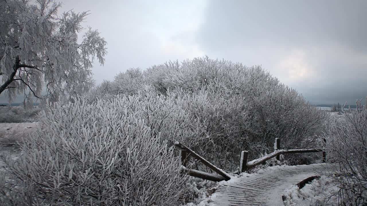 짐벌 샷을 뒤로 이동하는 겨울 풍경의 마법의 냉동 식물