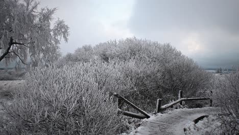 Plantas-Mágicas-Congeladas-En-El-Paisaje-Invernal-Al-Retroceder-El-Tiro-Del-Cardán