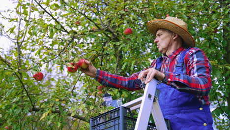 agricultural organic red apples harvesting. farmer harvesting apples from tree.