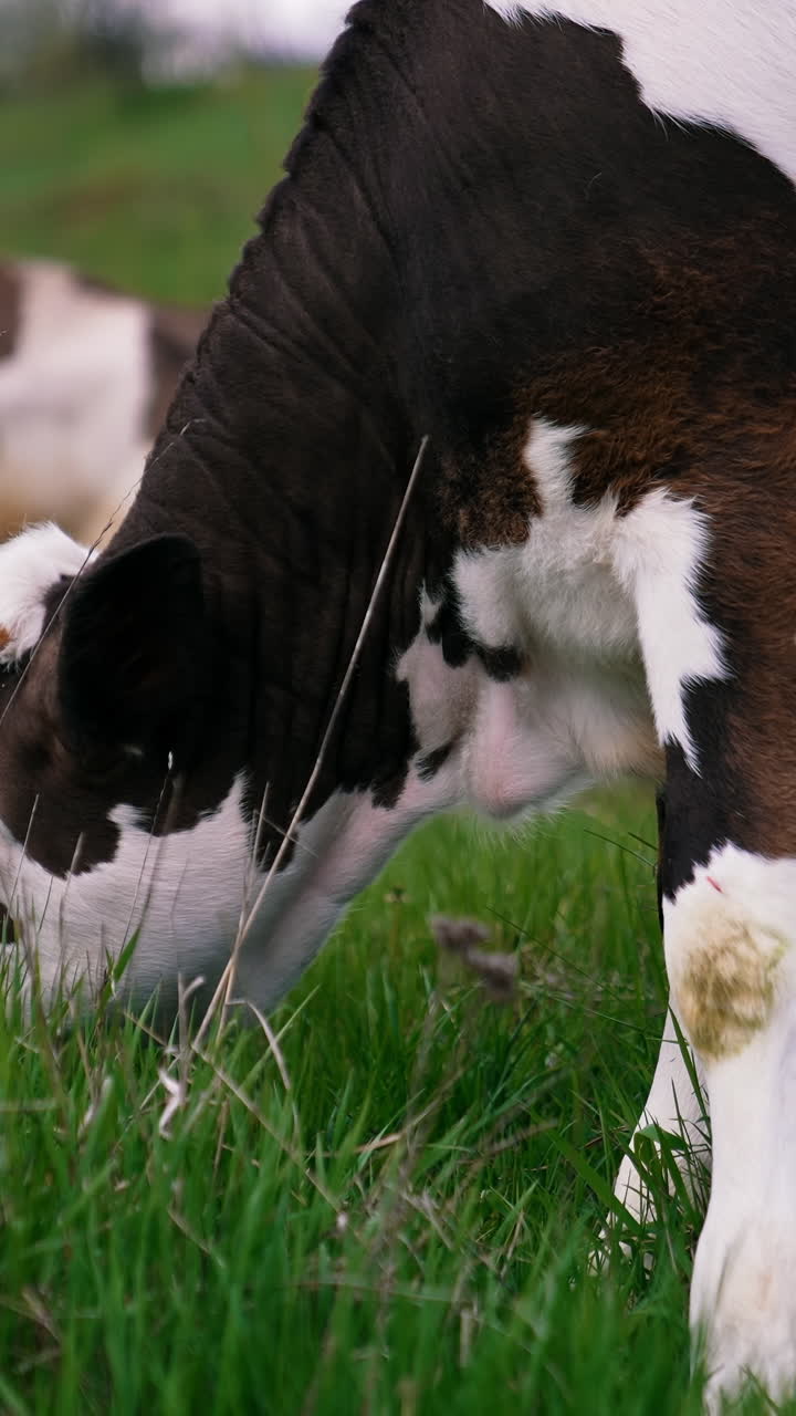 White and black cow eating green grass. Young cow grazing on a pasture in the countryside. Calf on field. Close-up. Vertical video