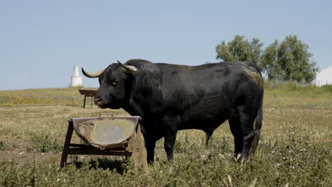 4K-Footage-Of-An-Angry-Bull-In-A-Beautiful-Field