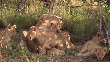 Lionesses-watch-over-their-litter-of-six-small-cubs