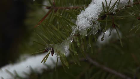 Eine-Extreme-Nahaufnahme-Von-Tannennadeln,-Die-Mit-Einem-Leichten-Schnee-Und-Schneekristallen-Bedeckt-Sind