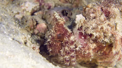 un primer plano del pulpo en aguas tropicales