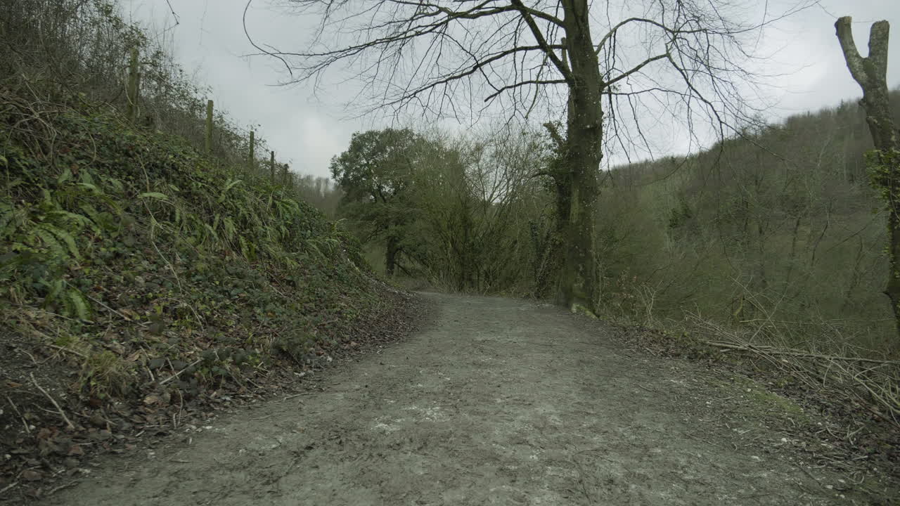 나무가 늘어선 길을 따라 내려가다