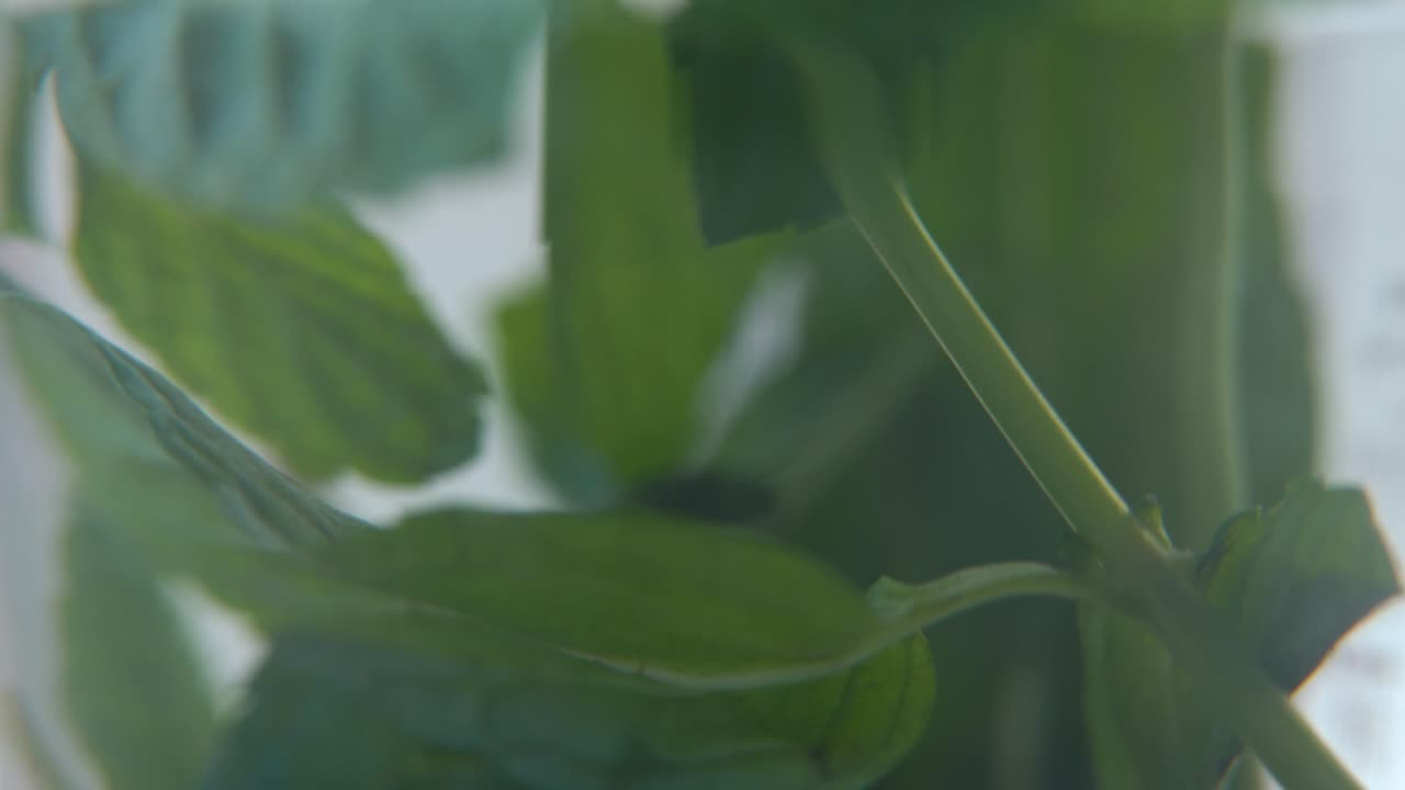 un macro close-up de una hoja de menta verde fresca orgánica en un vaso, té de desintoxicación fresco y saludable, profundidad de campo borrosa, vídeo cinematográfico 4k lento y suave, inclinado hacia arriba