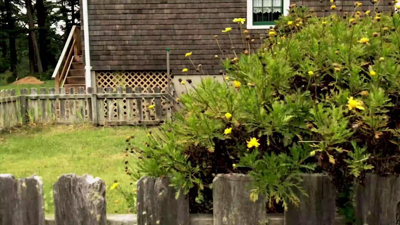 Walking by yellow flowering bushes and the top of an old wood fence at the guest house.  Port Orford Heads, Oregon in the Pacific Northwest.