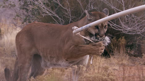 female lion in enclouser with toy in her mouth - wide shot zooming in