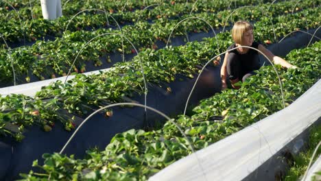 Girl-picking-strawberries-in-the-farm-4k