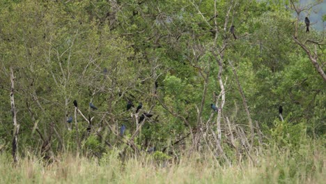 Flock-of-African-Starlings-mob-raptor-to-intimidate-it-away-from-nests