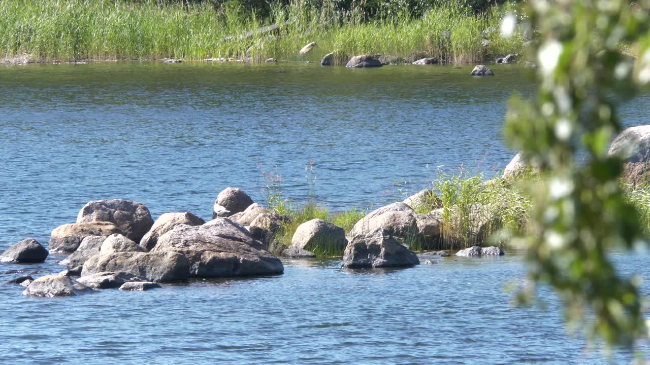 물 속의 바위에서 날아가는 갈매기, 고요한 여름의 분위기