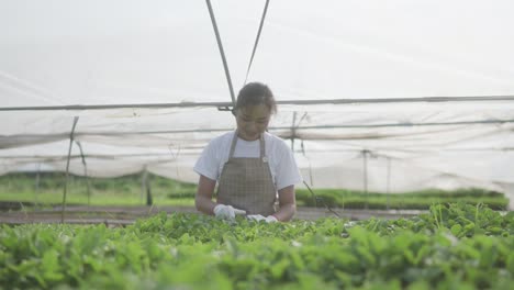 young beautiful woman's walking and checking planting