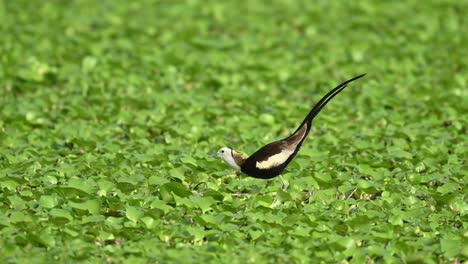 a male pheasant-tailed jacana poses confidently on a floating nest platform in a wetland, awaiting a female to lay eggs — part of its unique breeding behavior