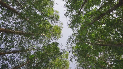 on a cloudy day, a low angle arch picture of a tree in a park or woodland, containing a rain tree and a palm date.